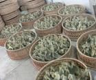 盧龍、撫寧、邯鄲及武安地區(qū)鵝苗供應(yīng)與價(jià)格分析